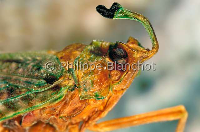 Enchophora recurva.JPG - in "Portraits d'insectes" ed. SeuilEnchophora recurvaFulgorePlanthopperHemipteraFulgoridaeBresil